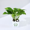 Buy Let Love Grow Money Plant With Plastic Pot