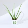 Buy Let's Grow Together Aloe Vera Plant With Planter