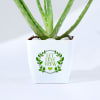 Shop Let's Grow Together Aloe Vera Plant With Planter