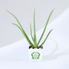Let's Grow Together Aloe Vera Plant With Planter Online