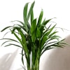 Buy Let's Grow Together Areca Palm Plant