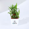 Buy Let's Grow Together Lucky Bamboo Plant with Plastic Pot
