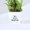 Shop Let's Grow Together Lucky Bamboo Plant with Plastic Pot