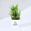 Let's Grow Together Lucky Bamboo Plant with Plastic Pot Online