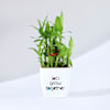 Gift Let's Grow Together Lucky Bamboo Plant with Plastic Pot