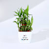 Buy Let's Grow Together Lucky Bamboo Plant with Plastic Pot
