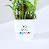 Shop Let's Grow Together Lucky Bamboo Plant with Plastic Pot