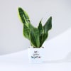 Gift Let's Grow Together Snake Superba Plant With Planter