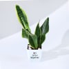 Buy Let's Grow Together Snake Superba Plant With Planter