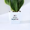 Shop Let's Grow Together Snake Superba Plant With Planter