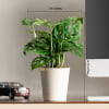 Shop Life Blooms Like Dad's Love Philodendron Plant