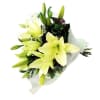 Lily Bunch Online
