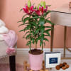 Lily Plant Online