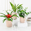 Gift Lively Plants Trio