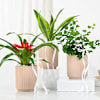 Buy Lively Plants Trio