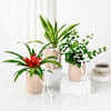 Lively Plants Trio Online