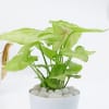 Buy Lively Syngonium And Self-Watering Planter