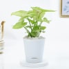 Lively Syngonium And Self-Watering Planter Online