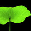 Lotus Leaf (Bunch of 15) Online