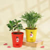 Love duo Boxwood Buxus & Bamboo Palm Combo Online