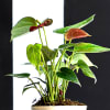 Buy Love Green Anthurium Red Mini Plant