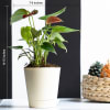 Shop Love Green Anthurium Red Mini Plant