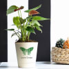 Love Green Anthurium Red Mini Plant Online
