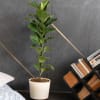 Gift Love Greens Fiddle Leaf Fig Plant  Bambino Large