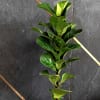Buy Love Greens Fiddle Leaf Fig Plant  Bambino Large