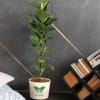 Love Greens Fiddle Leaf Fig Plant  Bambino Large Online