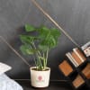 Gift Love Grow Bloom Monstera Deliciosa Plant Customized with logo