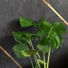 Buy Love Grow Bloom Monstera Deliciosa Plant Customized with logo