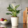 Shop Love Grow Bloom Philodendron Birkin Plant