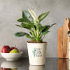 Love Grow Bloom Philodendron Birkin Plant Online