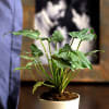 Buy Love Grow Bloom Philodendron Xanadu Plant