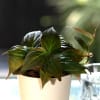 Buy Love Grows Bloom Fittonia Green Plant