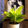 Buy Love Grows Deep Golden Money Plant Customized with logo