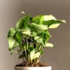 Buy Love Grows Deep Syngonium Pixie Plant