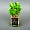 Gift Love Grows Here Bamboo Plant