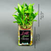 Buy Love Grows Here Bamboo Plant