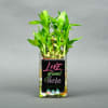 Love Grows Here Bamboo Plant Online