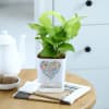 Shop Love In Bloom - Money Plant With Self Watering Planter