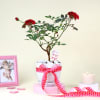 Gift Love-struck Rose plant with platter vase