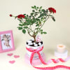Buy Love-struck Rose plant with platter vase