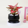Shop Lovely Aglaonema with Black Planter