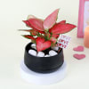 Gift Lovely Aglaonema with Black Planter