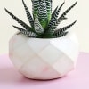 Shop Lovely Haworthia Plant in a Cute Vase