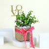 Gift Lovely Jade in a Square Vase