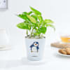 Lovely Money Plant In Self-Watering Penguin Planter Online