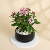 Gift Lovely Pink Pentas Plant With Black Planter